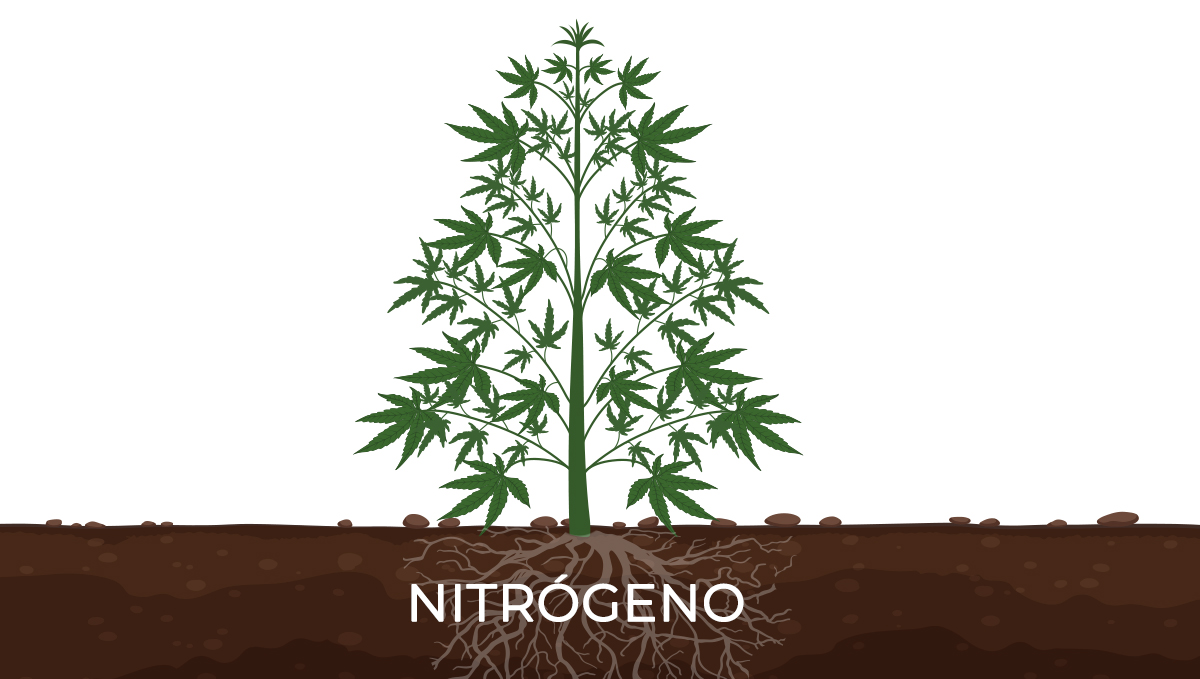 Cuidado de la planta madre: nutrientes Cuidado de la planta madre: nutrientes