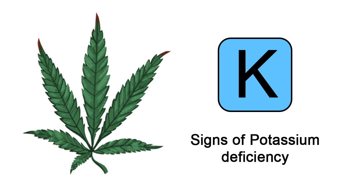 Cannabis nutrient deficiencies: potassium