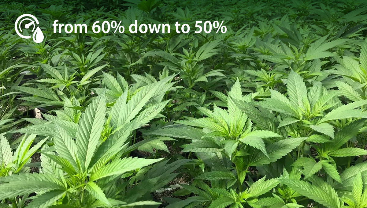 Growing Autoflowering Cannabis Outdoors: humidity levels for cannabis