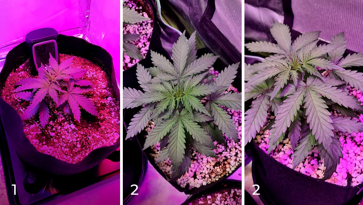Chemdawg auto guide: week 3