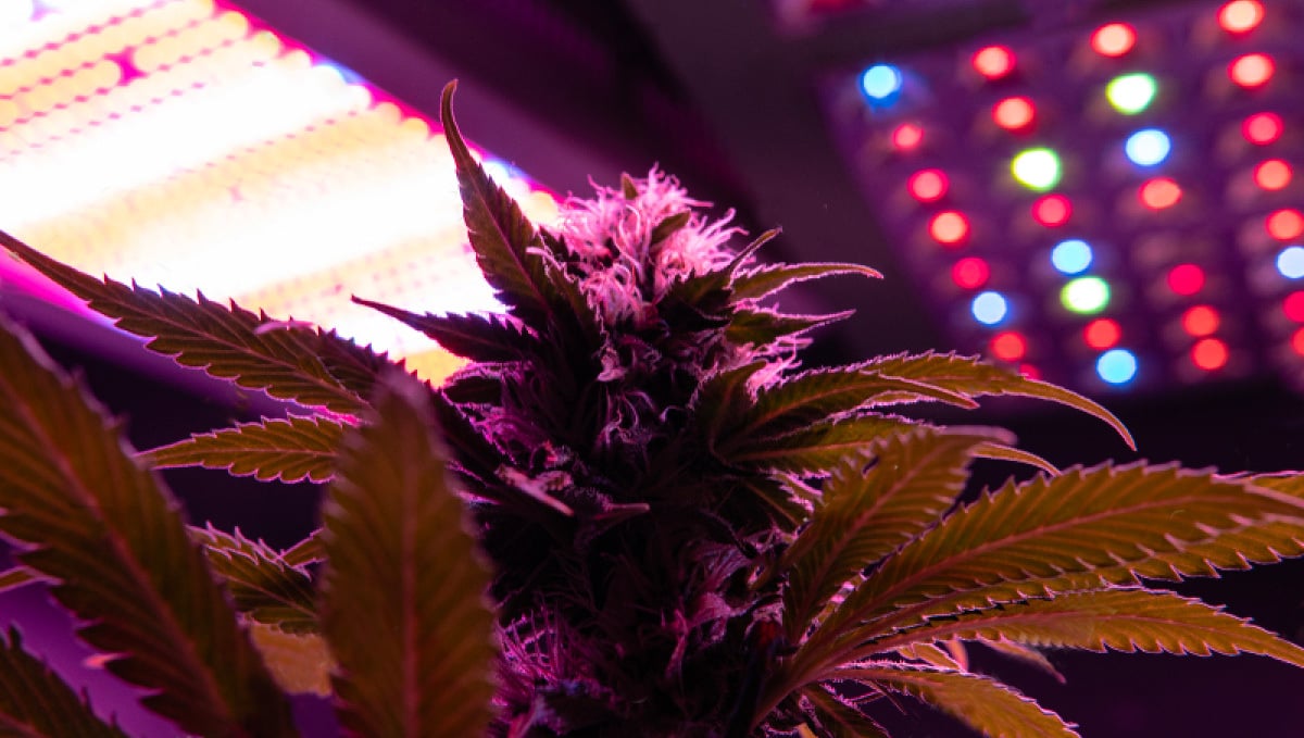 Indoor lights for Cannabis grow: LED Fixture
