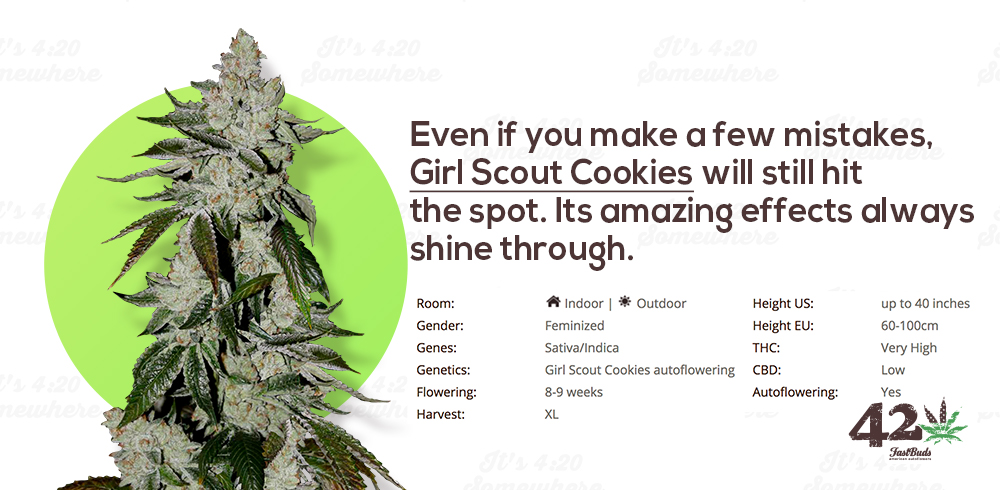 Fast Buds' Autoflower Girl Scout Cookies