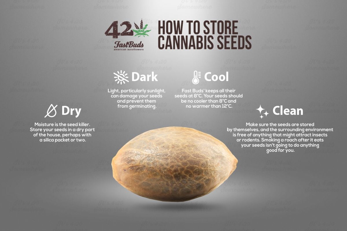 Cannabis Seed Storage Infographic