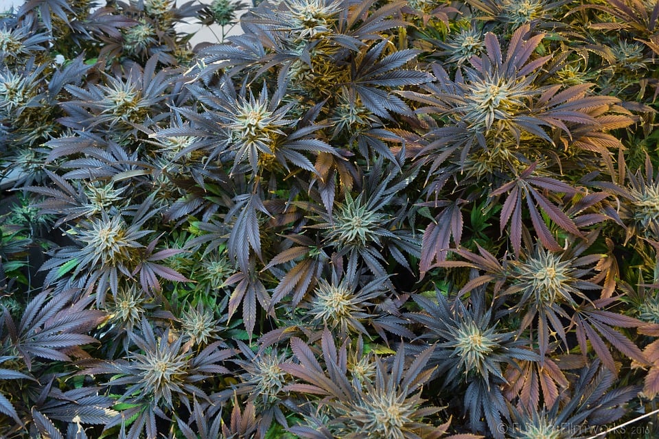 What Yields Can I Get With Autoflowering Cannabis?: fastbuds yields