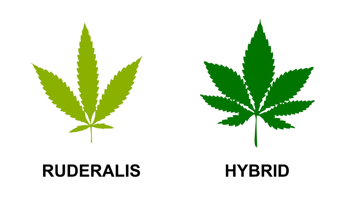 What Is Indica And Its Effects: Ruderalis and Cannabis Hybrids
