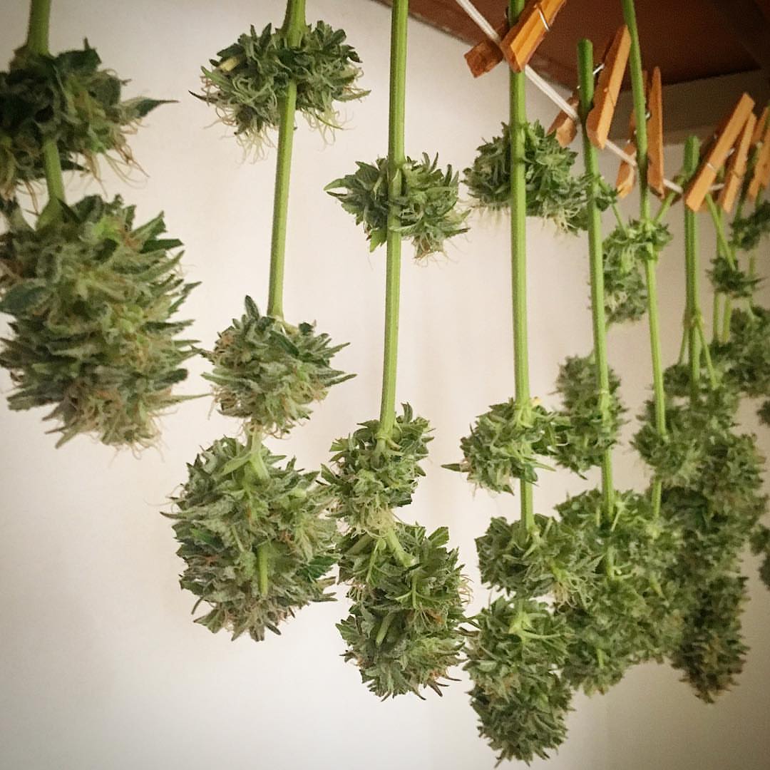 Cannabis buds drying upside down