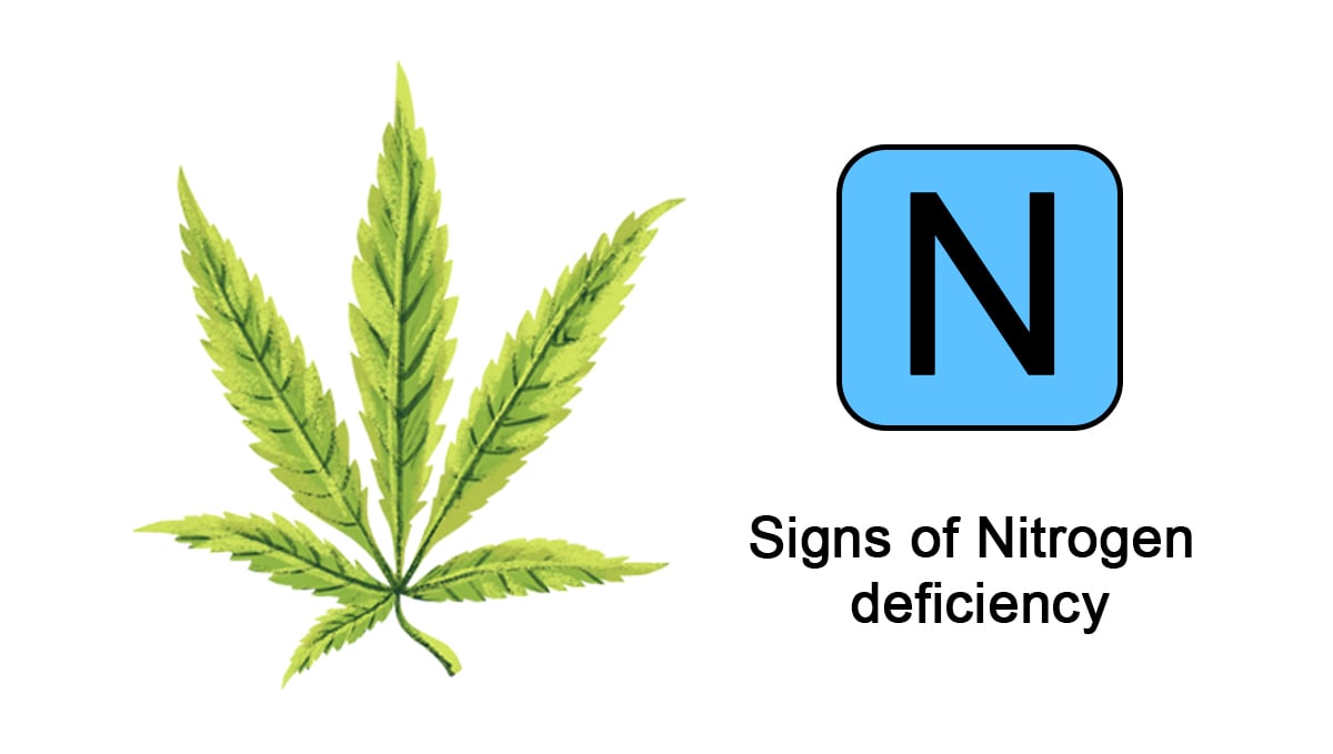 Cannabis nutrient deficiencies: nitrogen