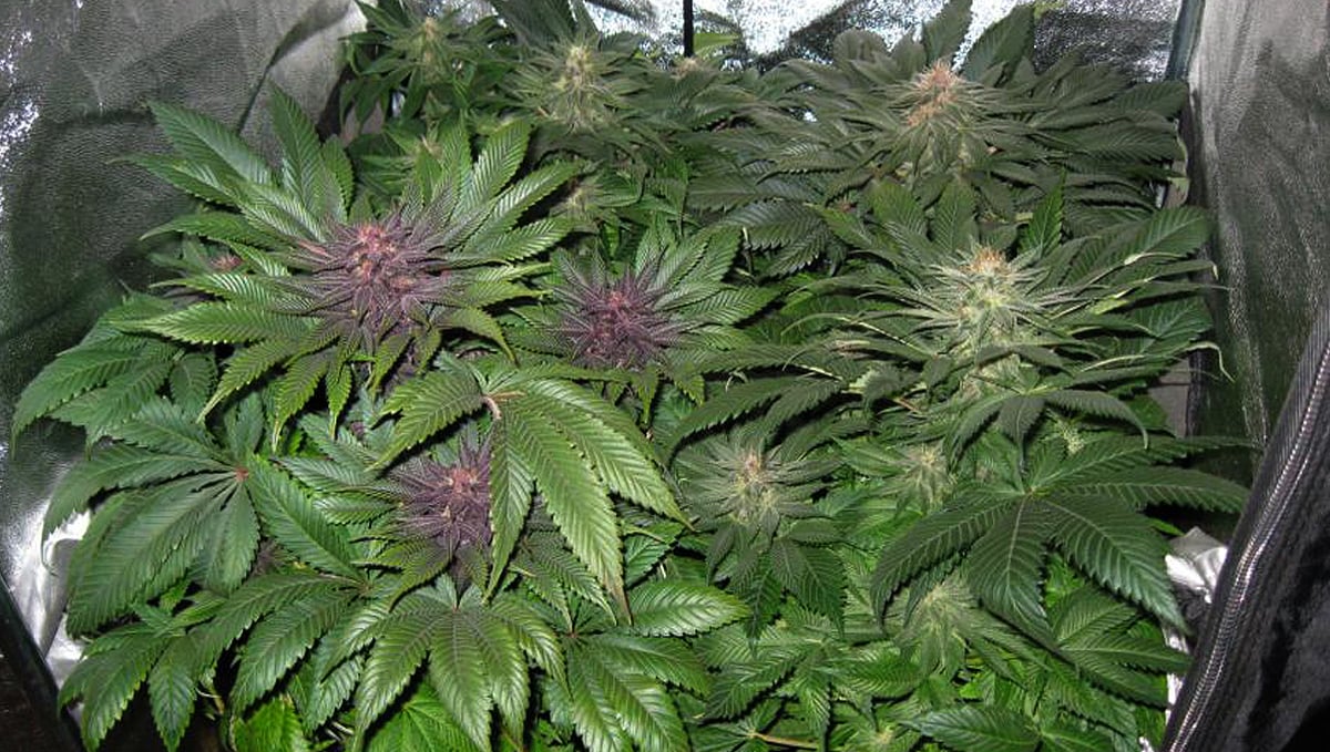  Micro Growing Cannabis: plant training