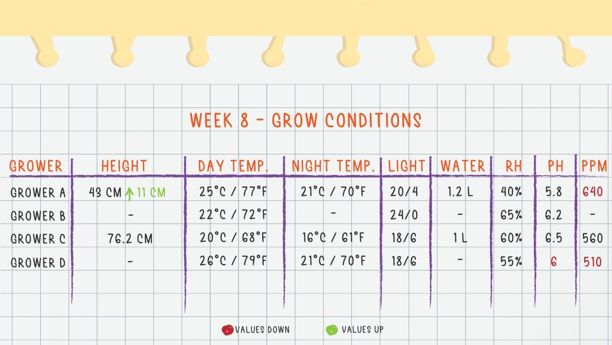 Gorilla Cookies Auto Cannabis Strain Week-by-Week Guide: Week 8 Grow Conditions
