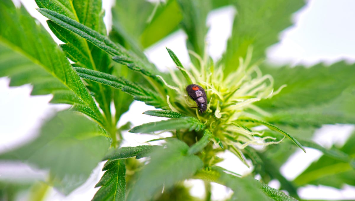 Protect Cannabis Outdoors: beneficial bugs