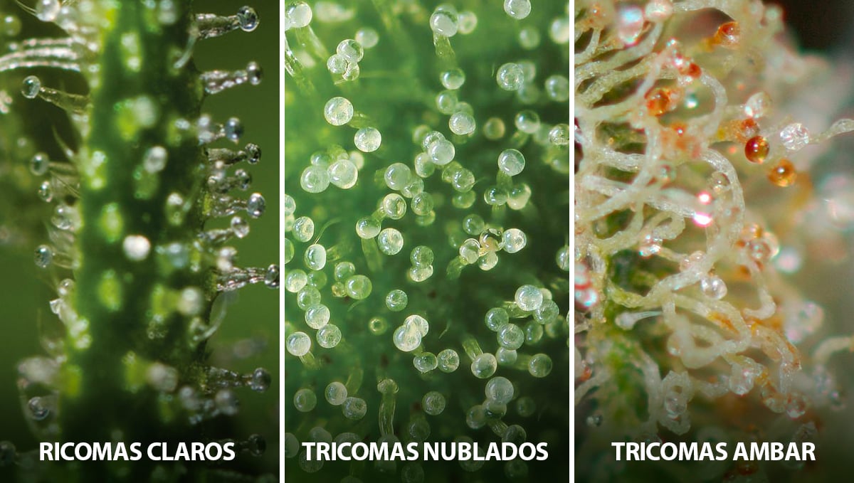  Cómo cosechar autoflorecientes: estado de los tricomas