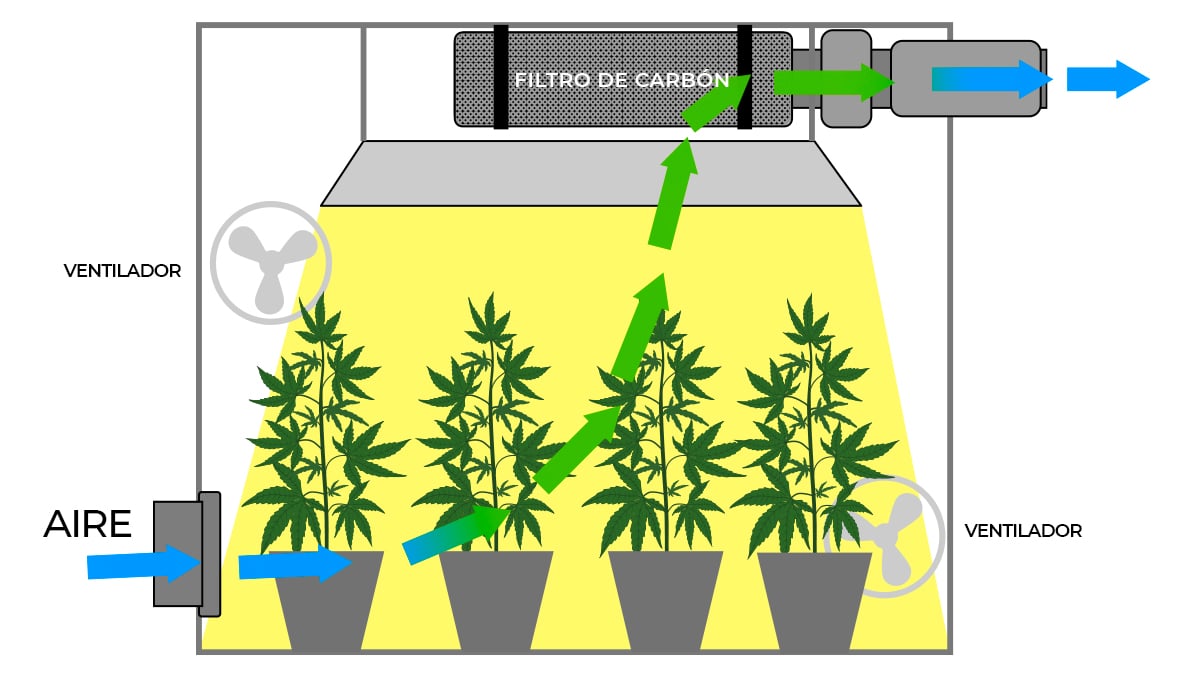 inalámbrico Miseria Serafín La importancia de la circulación del aire en el cultivo de cannabis en  interiores - Semillas de marihuana Autoflorecientes Fast Buds