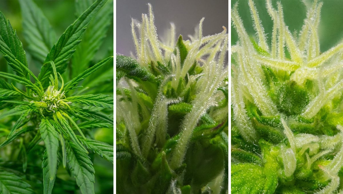 How to tell when autoflower is flowering: pre-flowering stage