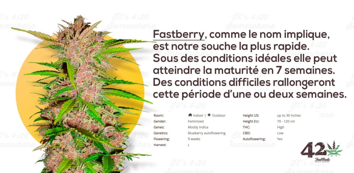 Fast Buds Fastberry
