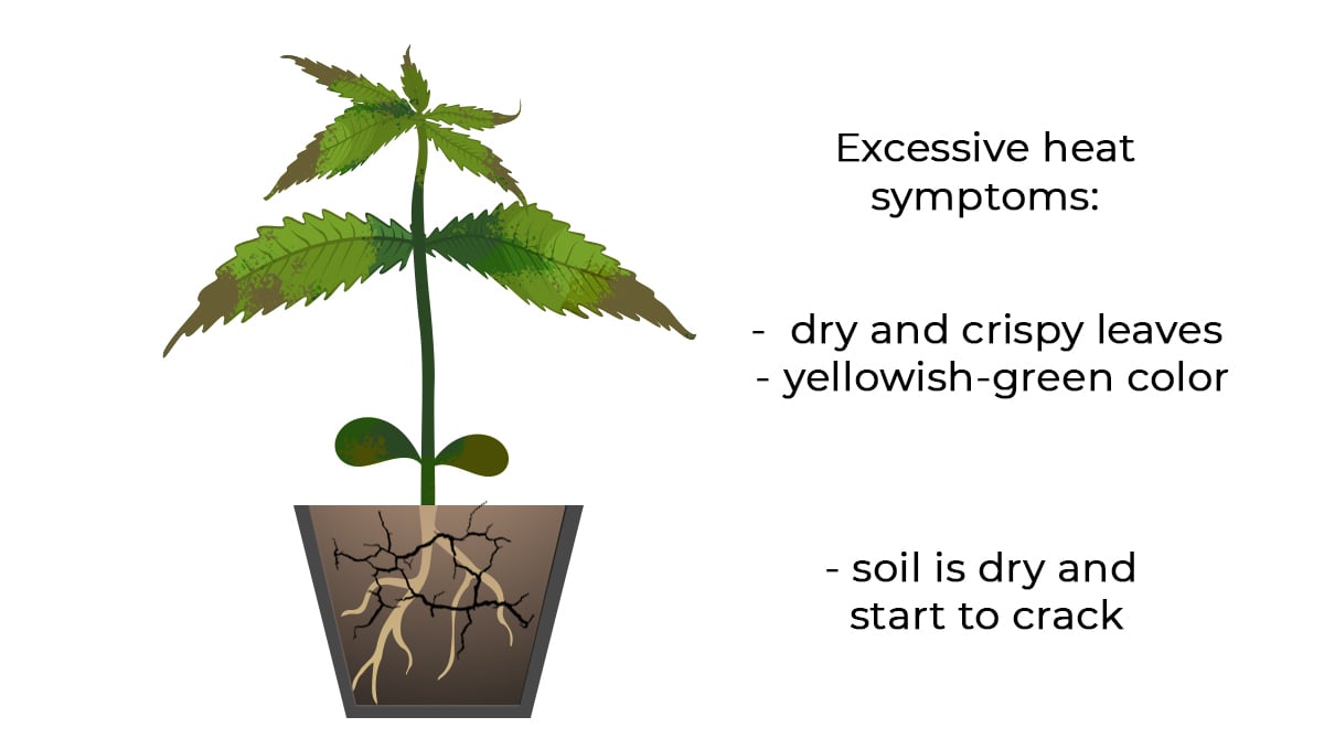 Common cannabis seedling problems: excessive heat