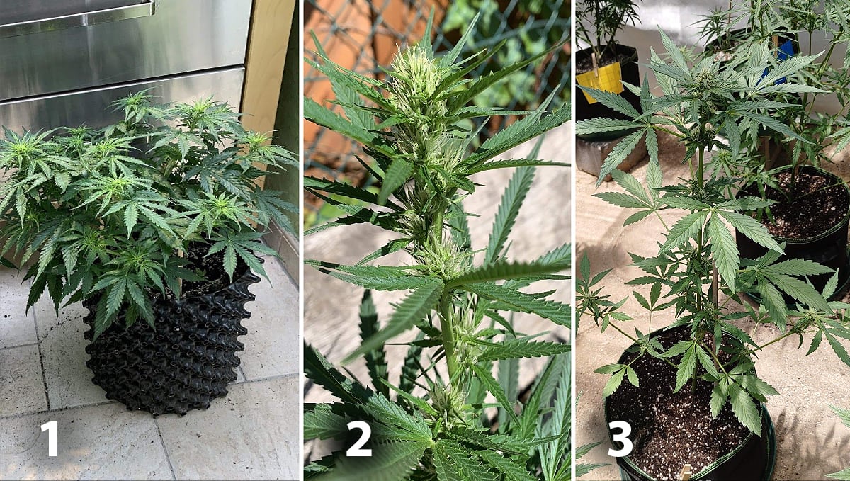 Outdoor cannabis grow in Italy: week 6 of plant growth