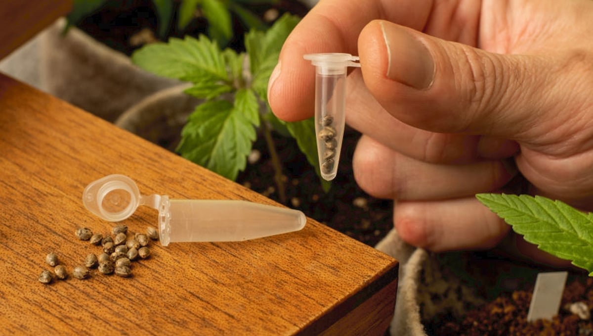 Storing cannabis seeds