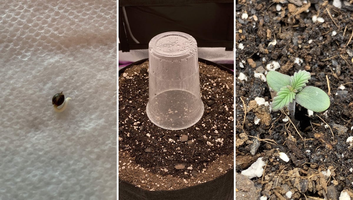 Basics of growing autos in soil: germination