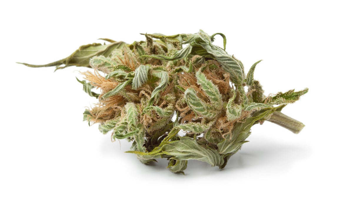 What are Popcorn Buds and How to Avoid Them Fast Buds