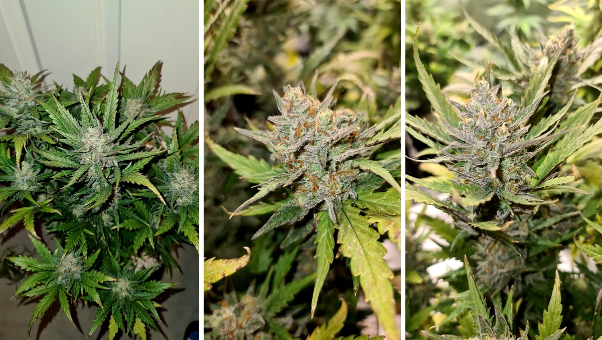 Chemdawg auto guide: week 9