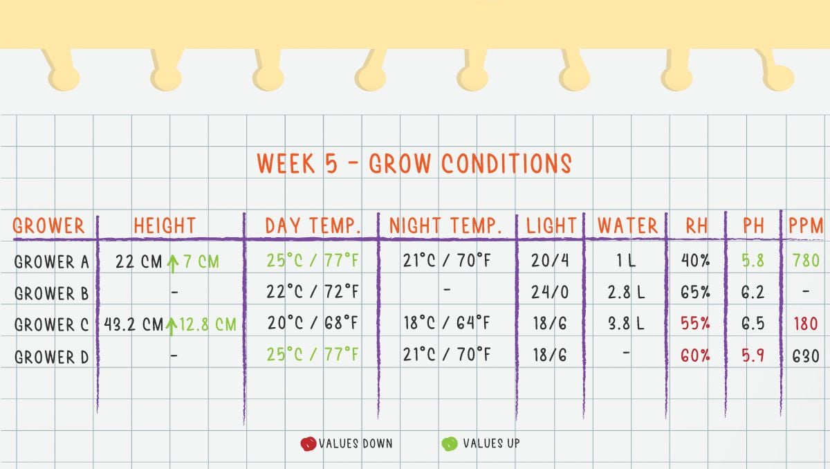 Gorilla Cookies Auto Cannabis Strain Week-by-Week Guide: Week 5 Grow Conditions
