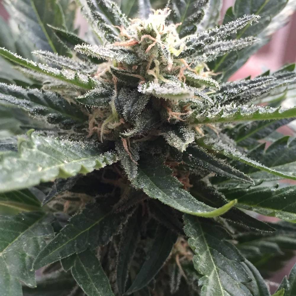 Can I grow Autoflowering Cannabis Outdoors?: Tangie Auto by Fast Buds