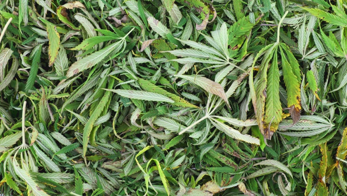 How to Harvest Cannabis Plants: Leftover Cannabis Trim
