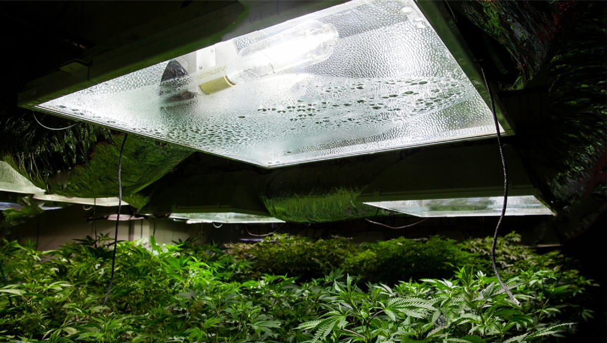 Growing cannabis with led light bulbs