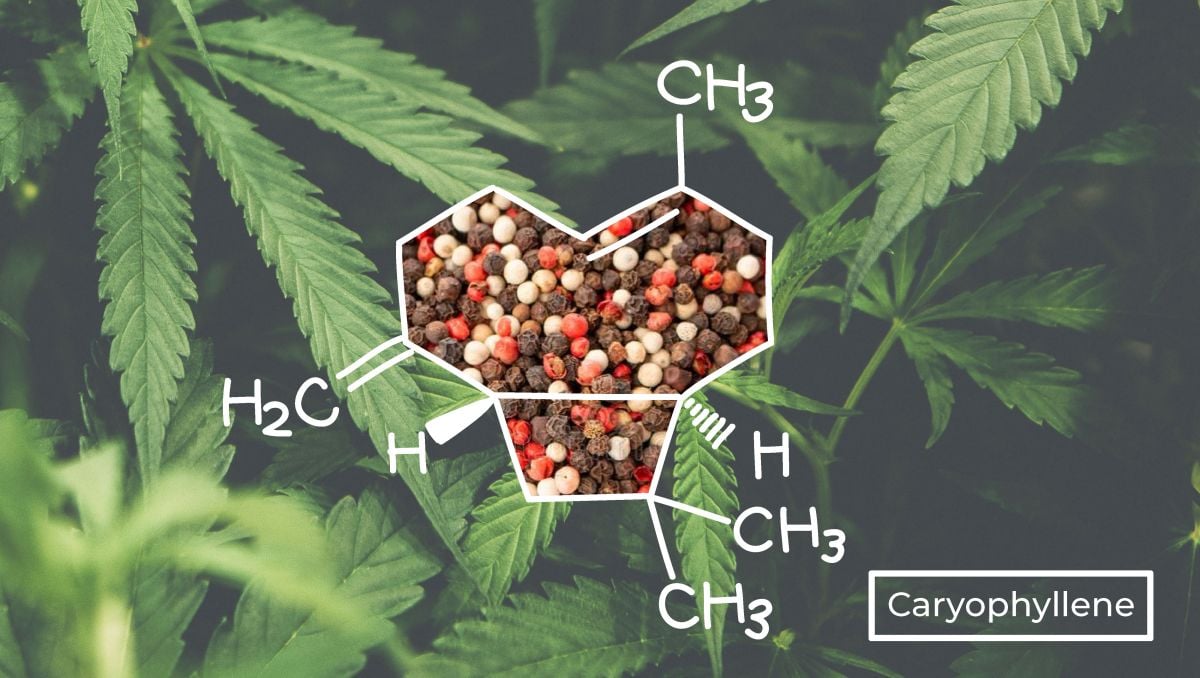 Caryophyllene has a distinct molecular structure than other terpenes. 