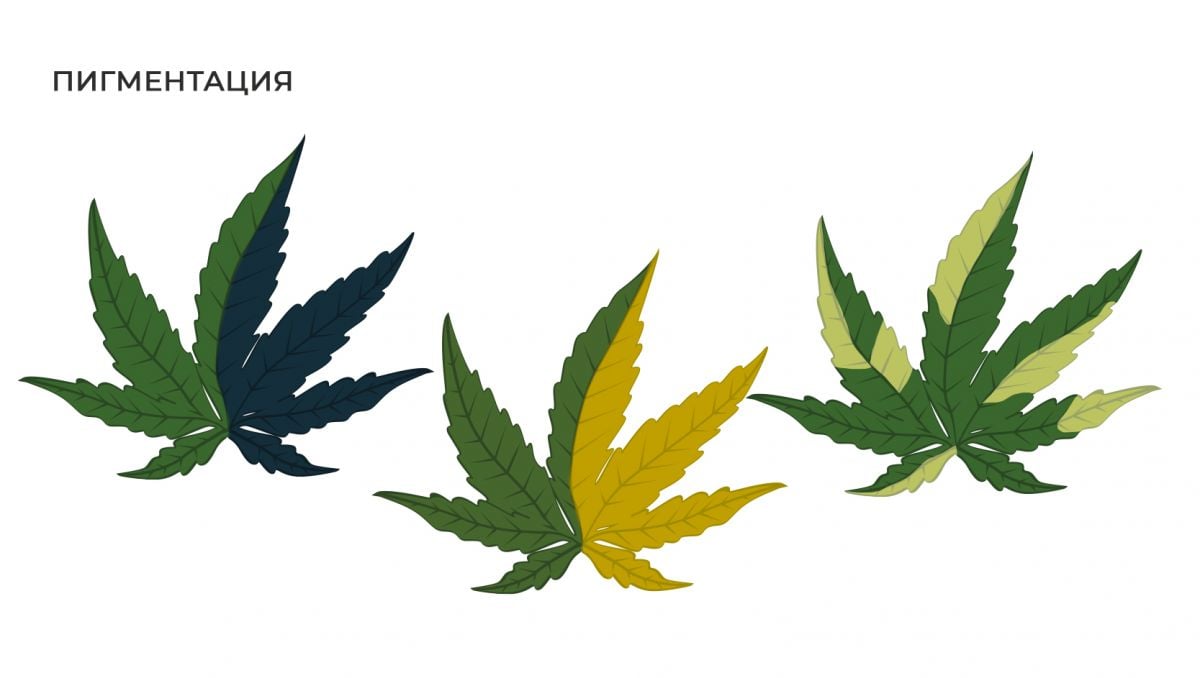 Распространенные мутации: пигментация