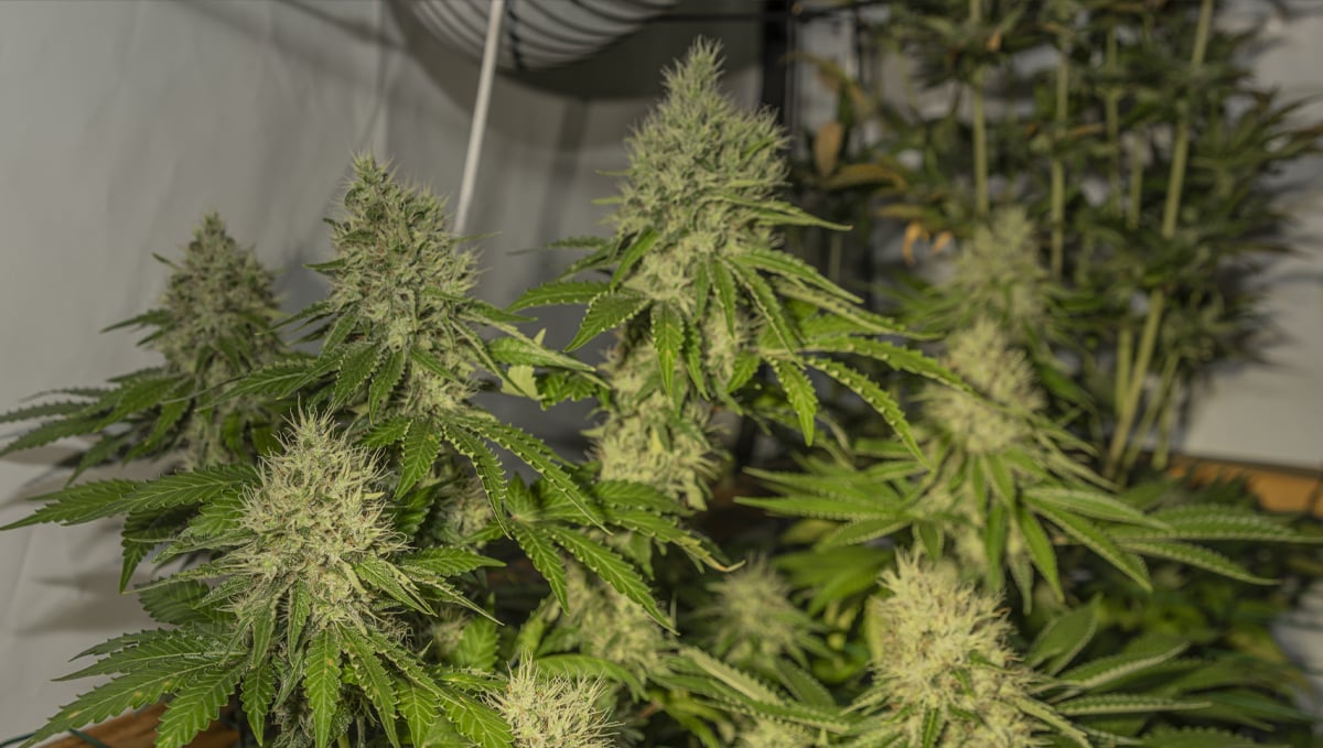 Sour diesel auto guide: history