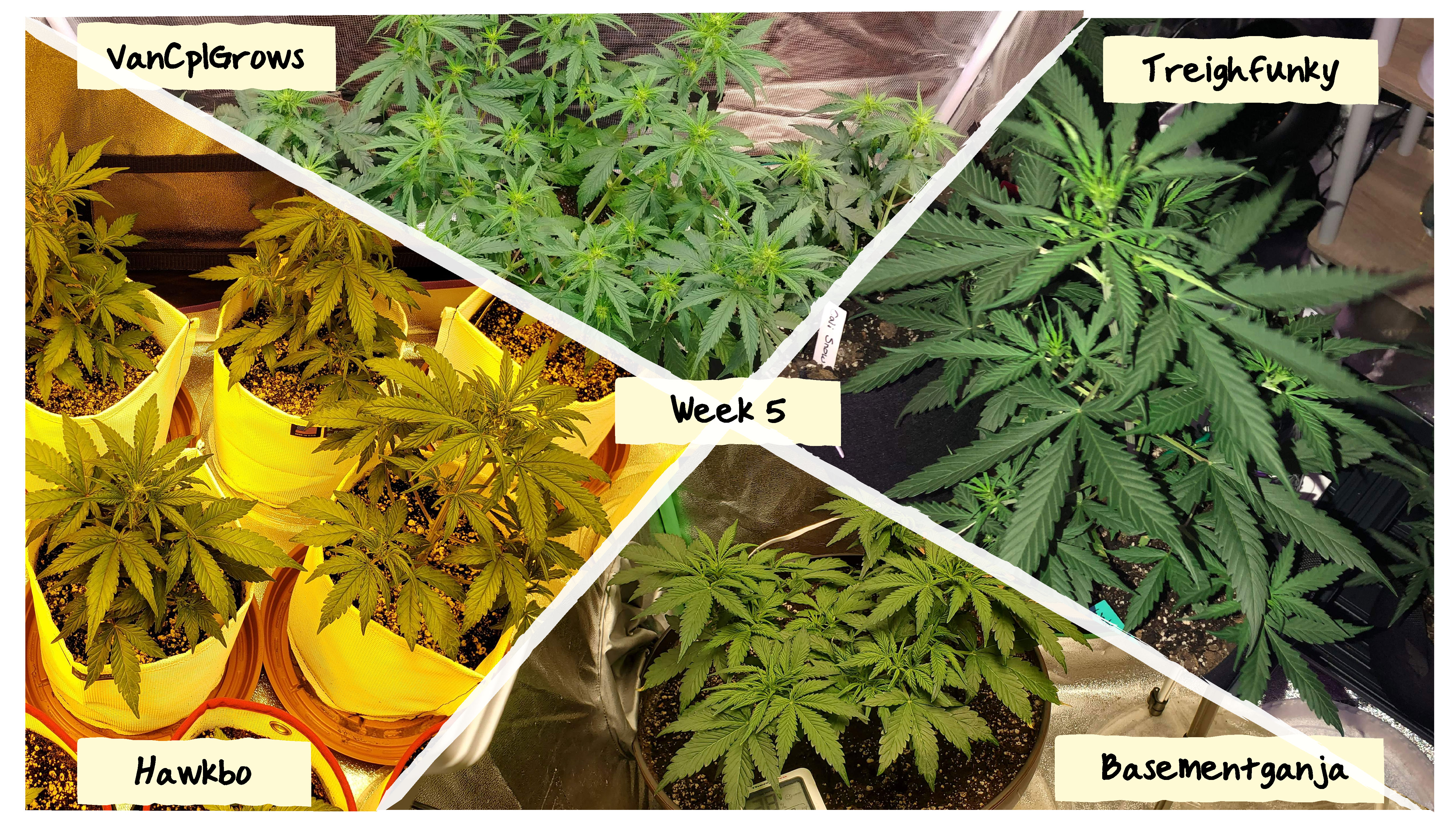 Grow Progress: Week 5 Grow Progress: Week 5