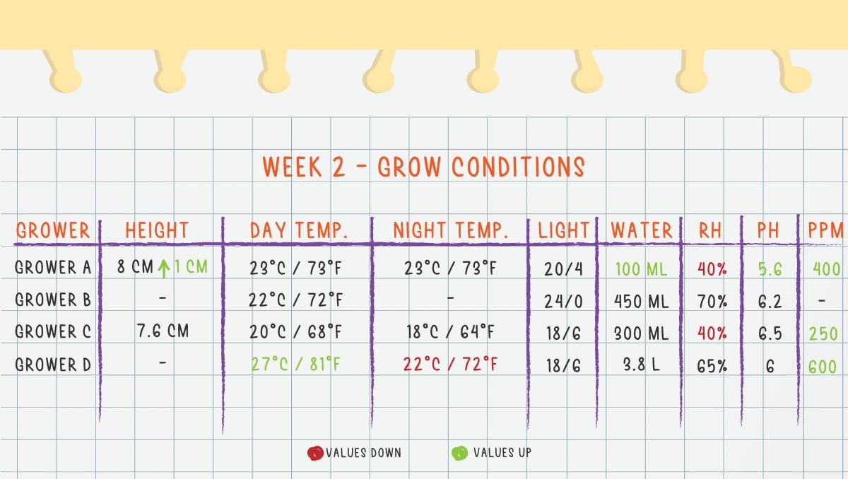 Gorilla Cookies Auto Cannabis Strain Week-by-Week Guide: Week 2 Grow Conditions