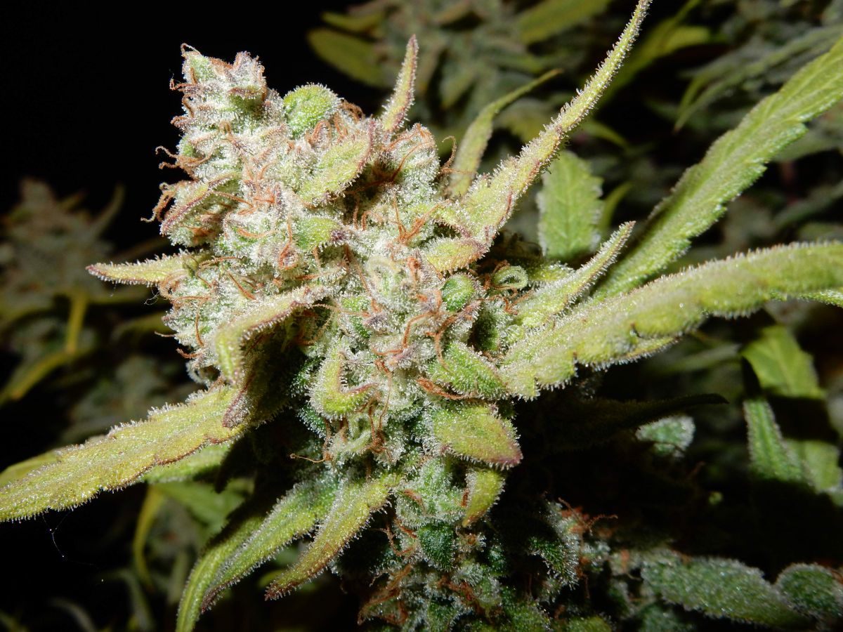 How to Increase THC in Cannabis Plants?: Pineapple Express Auto by Fast Buds