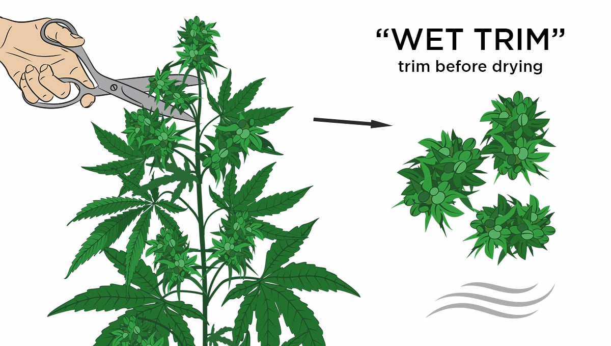 How to dry cannabis: wet trimming