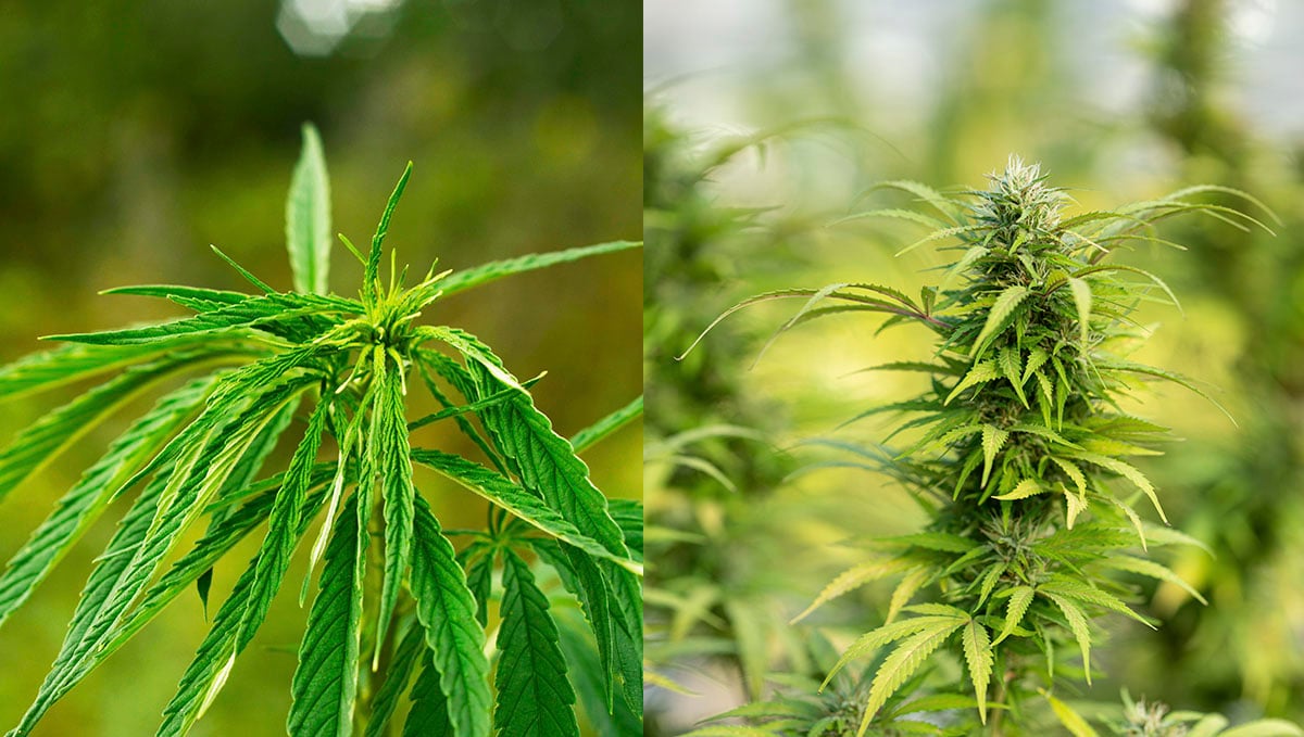 Understanding the differences between hemp and cannabis plants.
