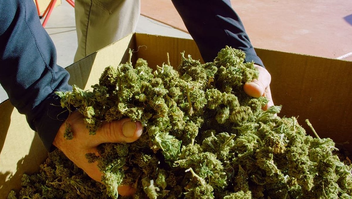 How to dry cannabis: dry buds
