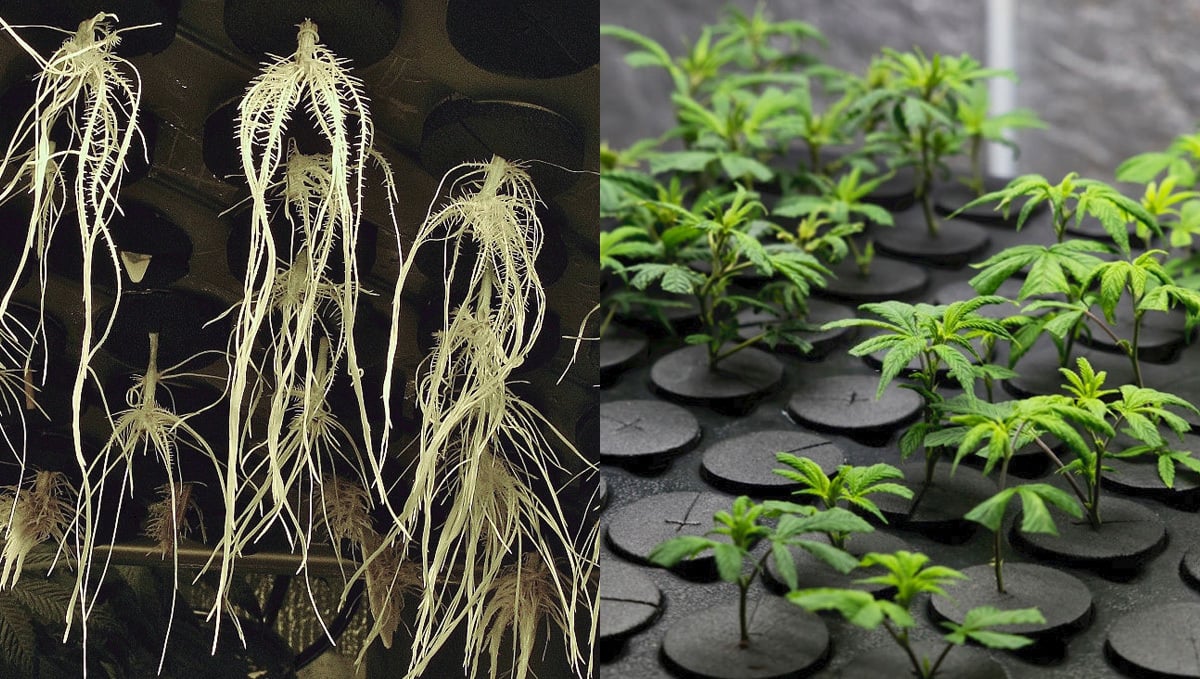 Growing aeroponic weed