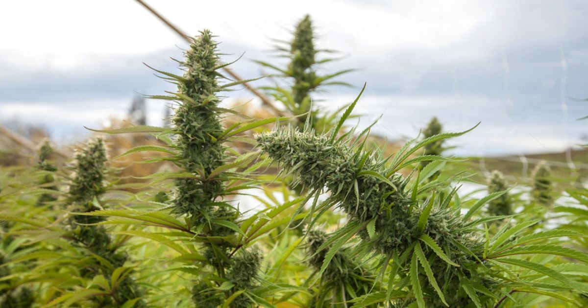Harvest Your Autoflowering Cannabis: harvesting based on the best seasons