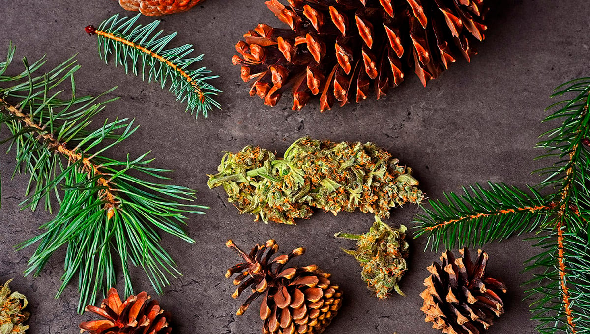 Find out where to find pinene terpenes.