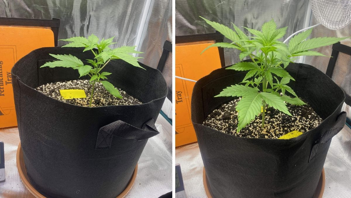 Gorilla Cookies Auto Cannabis Strain Week-by-Week Guide: Seedlings transitioning to veg