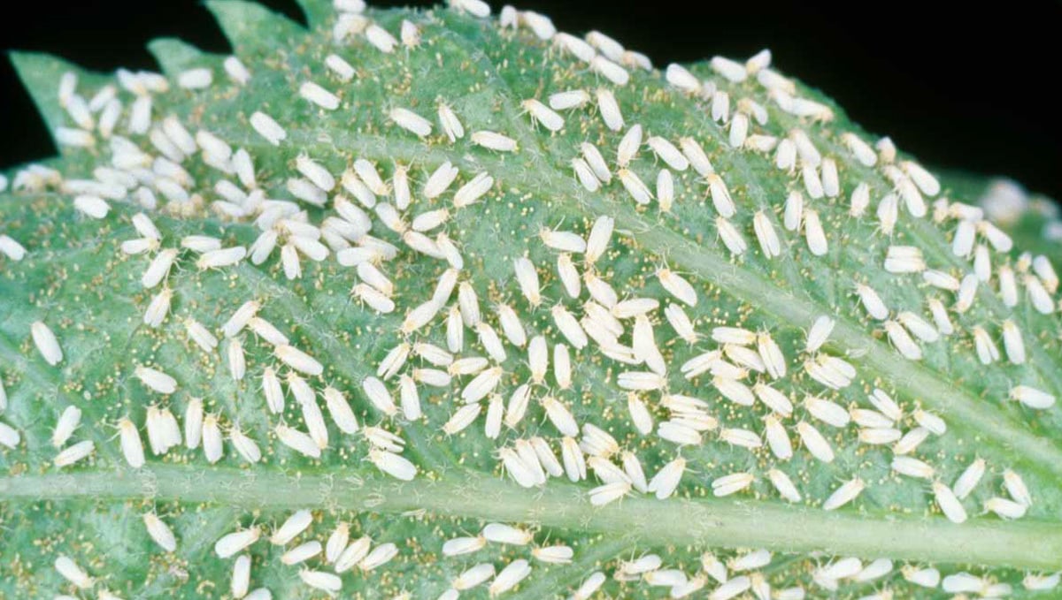 Most Common Pests in Cannabis Plants: Whiteflies on Cannabis Plant