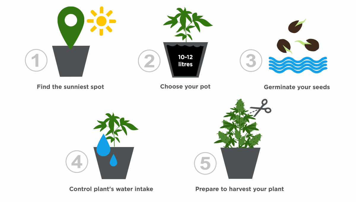 How Much Water Do Autoflowers Need at Tina Thornton blog