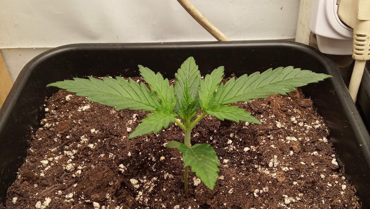 Gelato Auto Cannabis Strain Week-by-Week Guide: A 9-day-old seedling