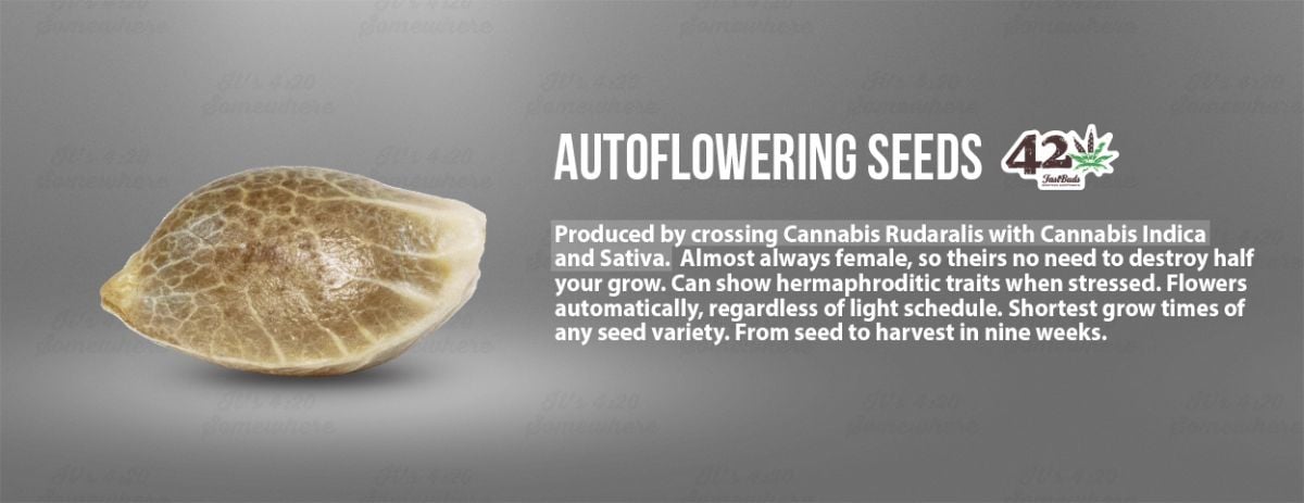 A summary of autoflowering cannabis seeds