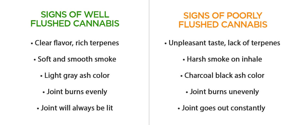 Signs of Well and Bad Flushed Cannabis