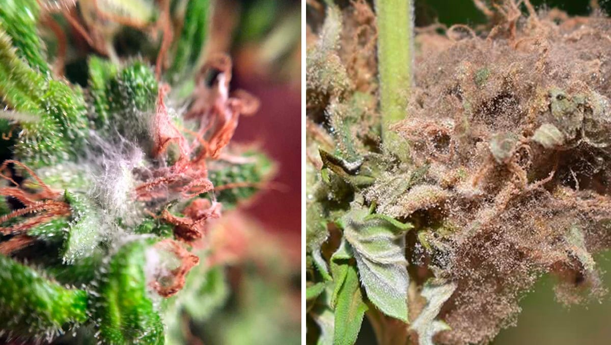 How to Harvest Cannabis Plants: Contaminated Cannabis Flowers