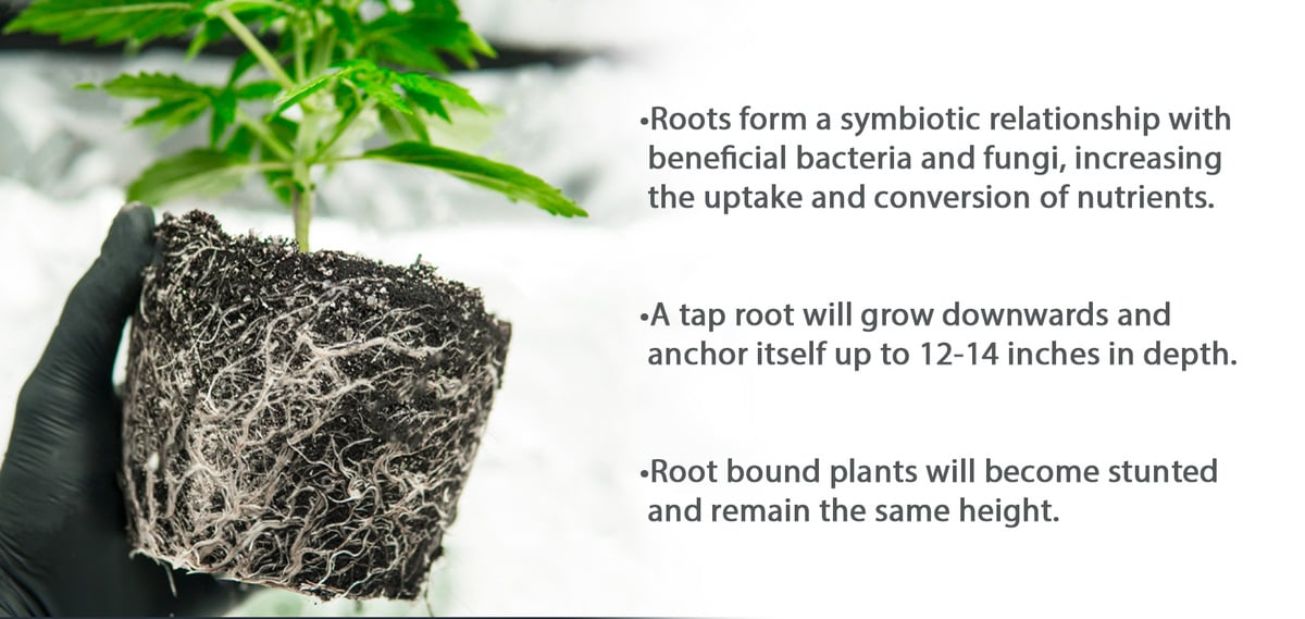 Best pot size for autoflowers: roots