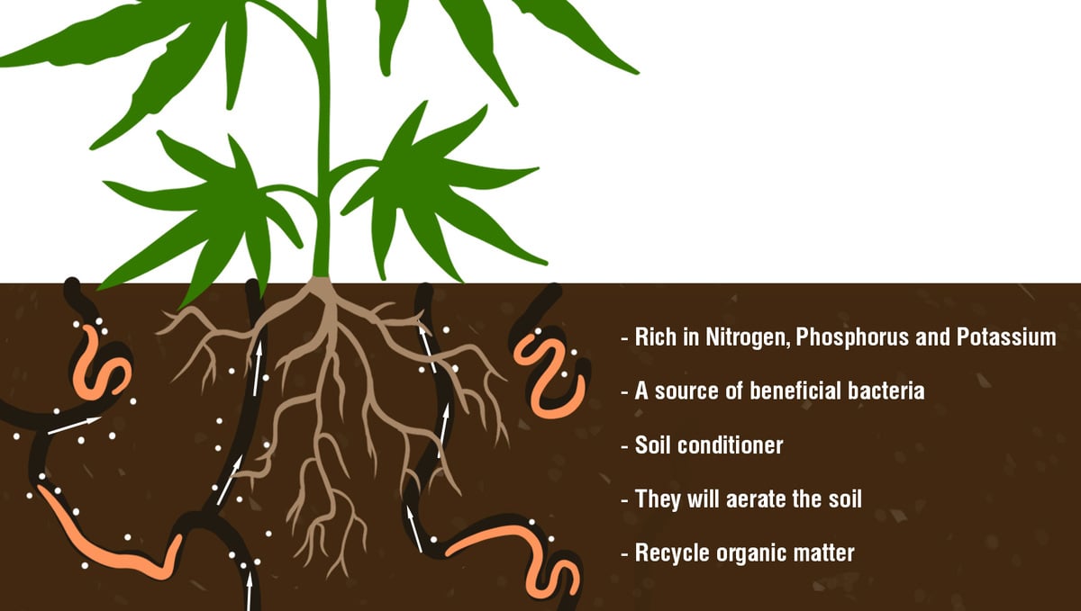 5 Reasons You Should Consider Growing Your Own Cannabis: Worm Castings and their benefits