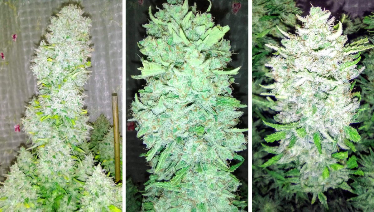 Orange Sherbet Auto Cannabis Strain Week-by-Week Guide: A large branchy autoflower with chunky white colas